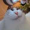 grtghost7
