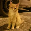 fatimazahrafati41