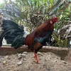 thuocthuyminhvy1