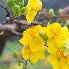 nguynyn11o