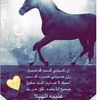 noz_511