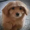 luxu_pu3