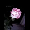 piy_ioi
