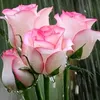 hamoudi49894