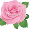 m.a.mazhar