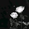 ....ash_