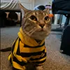 gatito_6577