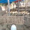 pemburu_janda61