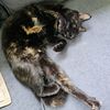 chaotic_cat_crone