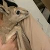 🦌 𝕝𝕨𝕝