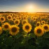 blossom_pettal