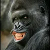 macaco_003