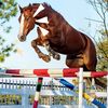 horsegameshorsereality