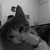 m.iiko