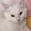jiafei_floptropica100