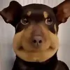 _angelmango