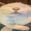 ogflyingcat