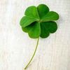 lucky.get