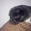 pigletpug24