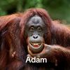 adamfirdaus3532