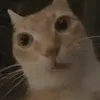 dhbbennono