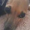 lunaandlulu