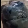 (Monkey) Minh Vũ