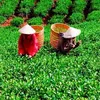 chethainguyen20_hp