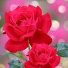 user9901085470810