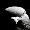 shushik43
