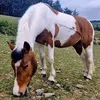 chloehamilton92