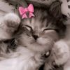 aseelkhairallah11