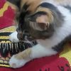 ponny_ponna_ponno_80