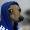 cachorrodetouca