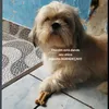 thallysryan1
