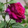 sk..ashik.mia