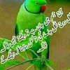 wshahshahwshahsha