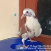 merpati.rumahan86