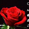 poppy606