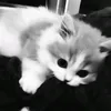 xncutiii