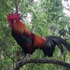 fazang6251616355470