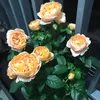phuocthuantdm