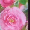 meharbrother796