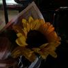 yosr_sallam