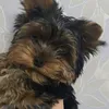 gucci_rurikovich