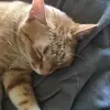 sleepy_time_chime