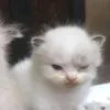 lemonflavouredblob