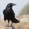 ravenly007
