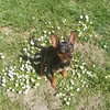 felix.catelusul