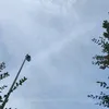 blucianc8